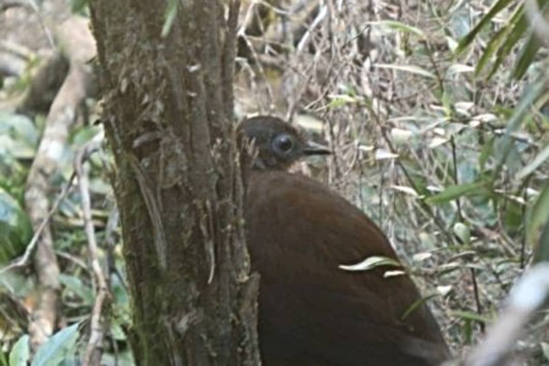 An Albert’s Lyrebird partially hidden among dense forest vegetation in Border Ranges National Park, NSW.