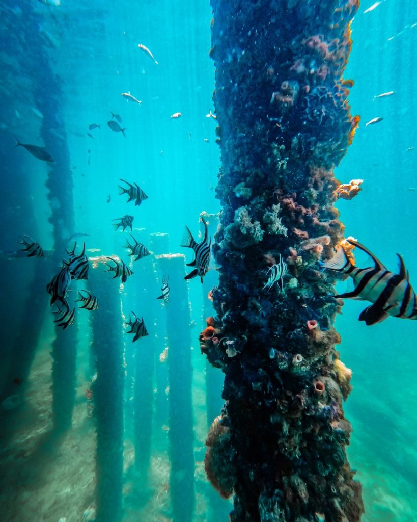 Several fish, including zebra-striped species, swim around the jetty pylons covered in marine growth. This underwater view highlights the biodiversity that makes Busselton Jetty popular with snorkelers and divers.