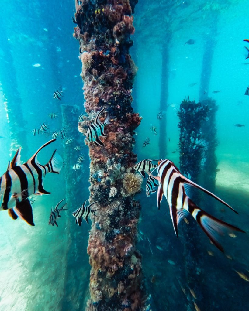 Various striped fish are seen navigating the pylon structures, which are rich with corals and sea life, creating a unique underwater habitat at Busselton Jetty.