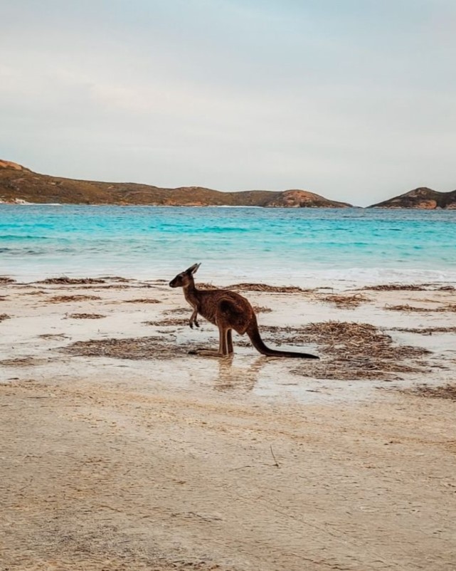 A kangaroo stands near the water’s edge on a sandy beach at Lucky Bay in Esperance, Australia. The turquoise ocean and distant hilly coastline add to the serene, uniquely Australian setting.
