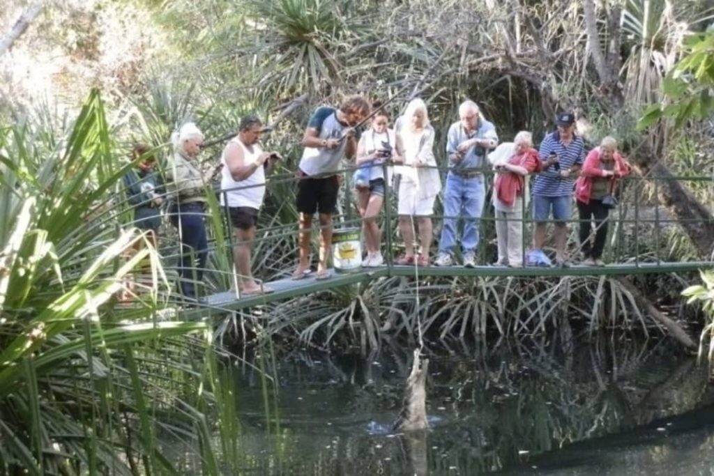 Group of people feeding freshwater crocodiles from a bridge at Timber Creek in Northern Territory, surrounded by lush vegetation.