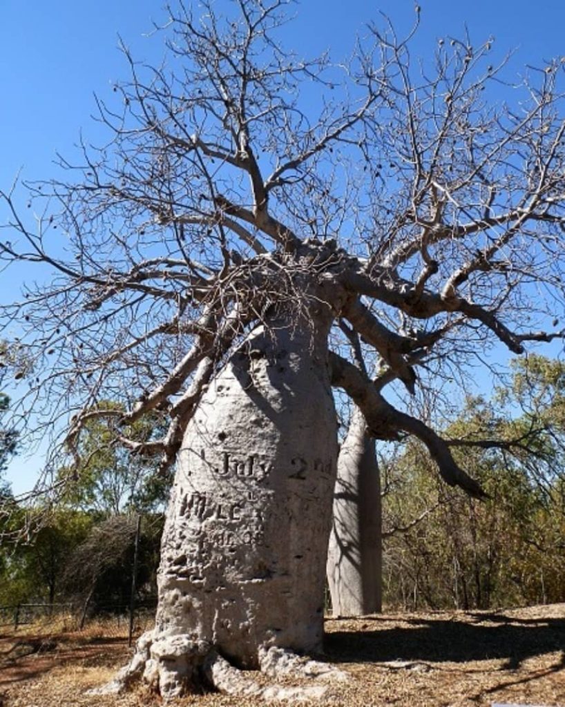 The historic Gregory Tree, a large boab with carved inscriptions from 1855, located near Timber Creek in the Northern Territory.