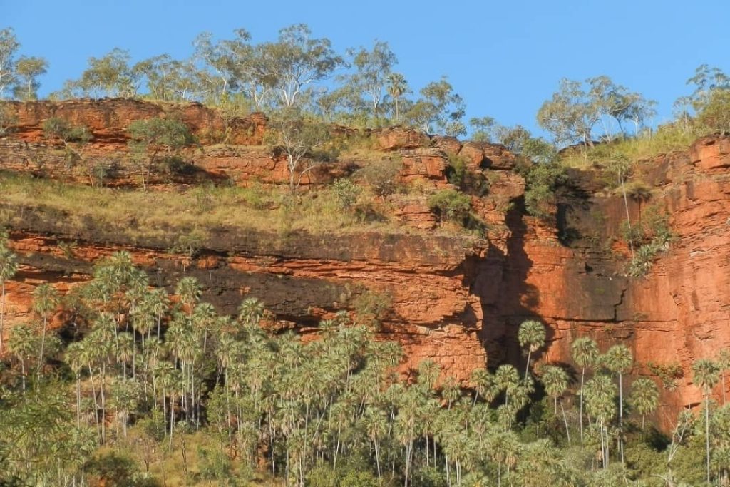 Tall Livistona palms nestled below rugged red cliffs along Joe Creek Walk in the Victoria River Valley, Northern Territory.