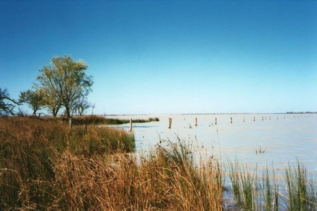 Shoreline view of Lake Peery in Paroo-Darling National Park, NSW, with reeds and a tree against a vast, calm lake under a clear blue sky.