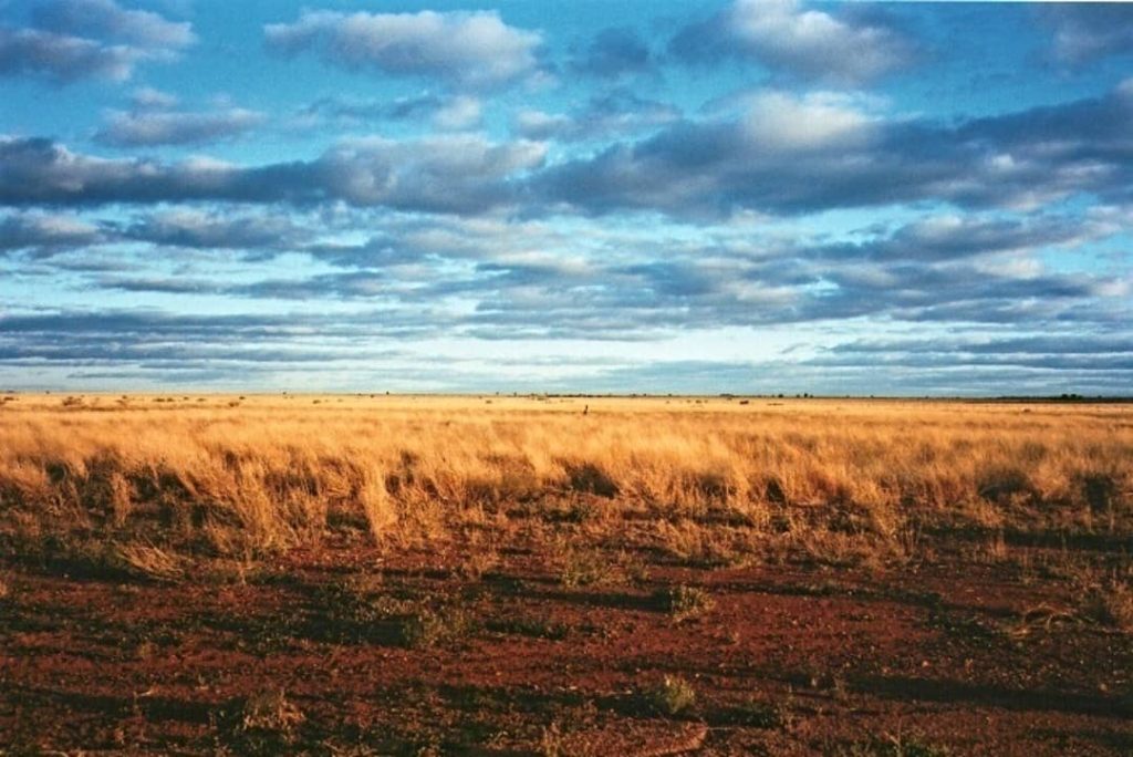 Expansive landscape in White Cliffs, NSW, with golden grasses and a lone kangaroo in the distance under a cloudy sky.