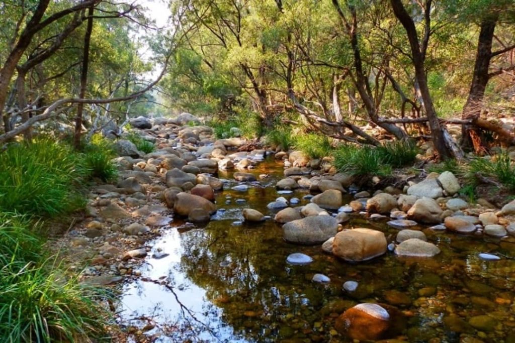 Rocky stream flowing through Mt Barney Creek in the Scenic Rim, surrounded by trees and lush foliage.