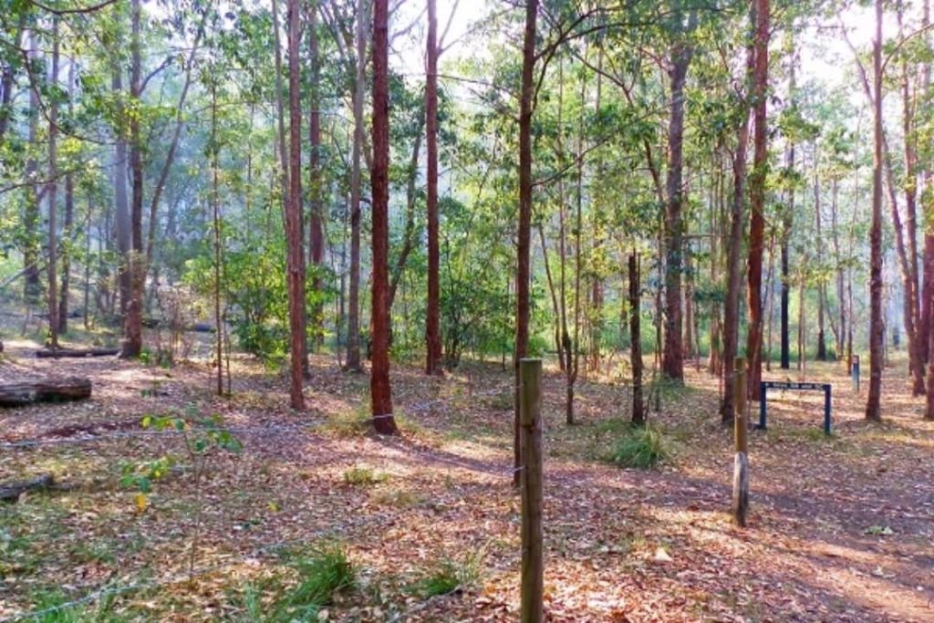 Shaded, leaf-covered area at Mt Barney Lower Portals Campground surrounded by trees.