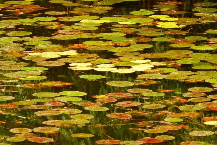 A close-up of lily pads floating on the still water at Rocky Creek Dam, showcasing a tranquil natural scene among the things to do in Ballina NSW for nature enthusiasts and photographers.