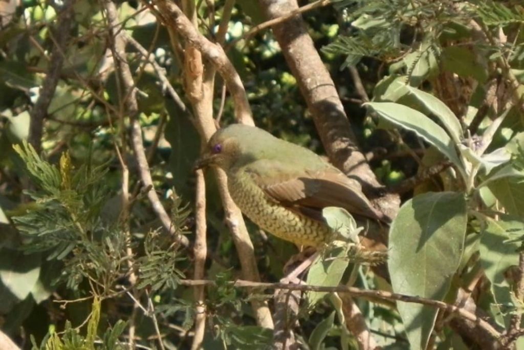 Female Satin Bowerbird perched among leafy branches, blending in with its surroundings.