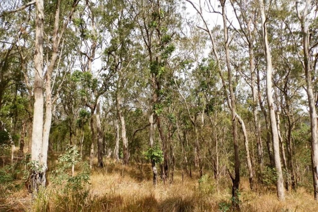 Spicers Gap Bushland, Scenic Rim