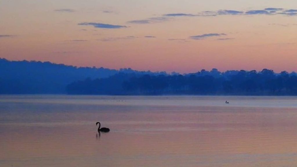 Serene sunrise over Lake Moogerah with a swan gliding on calm water, Scenic Rim, Queensland.
