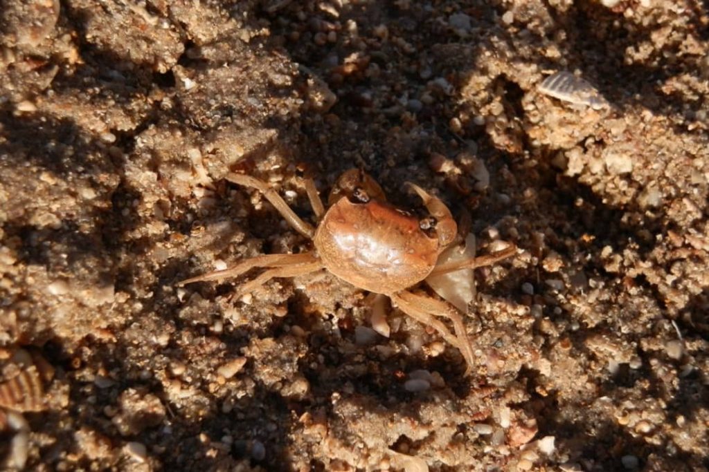 A close-up view of a small brown crab on the sandy beach at Port Clinton, South Australia, surrounded by scattered shells and grains.