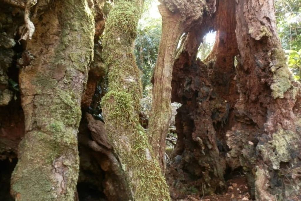 Close-up view of ancient Antarctic Beech trees covered in moss and lichen in Border Ranges National Park, NSW, Australia.
