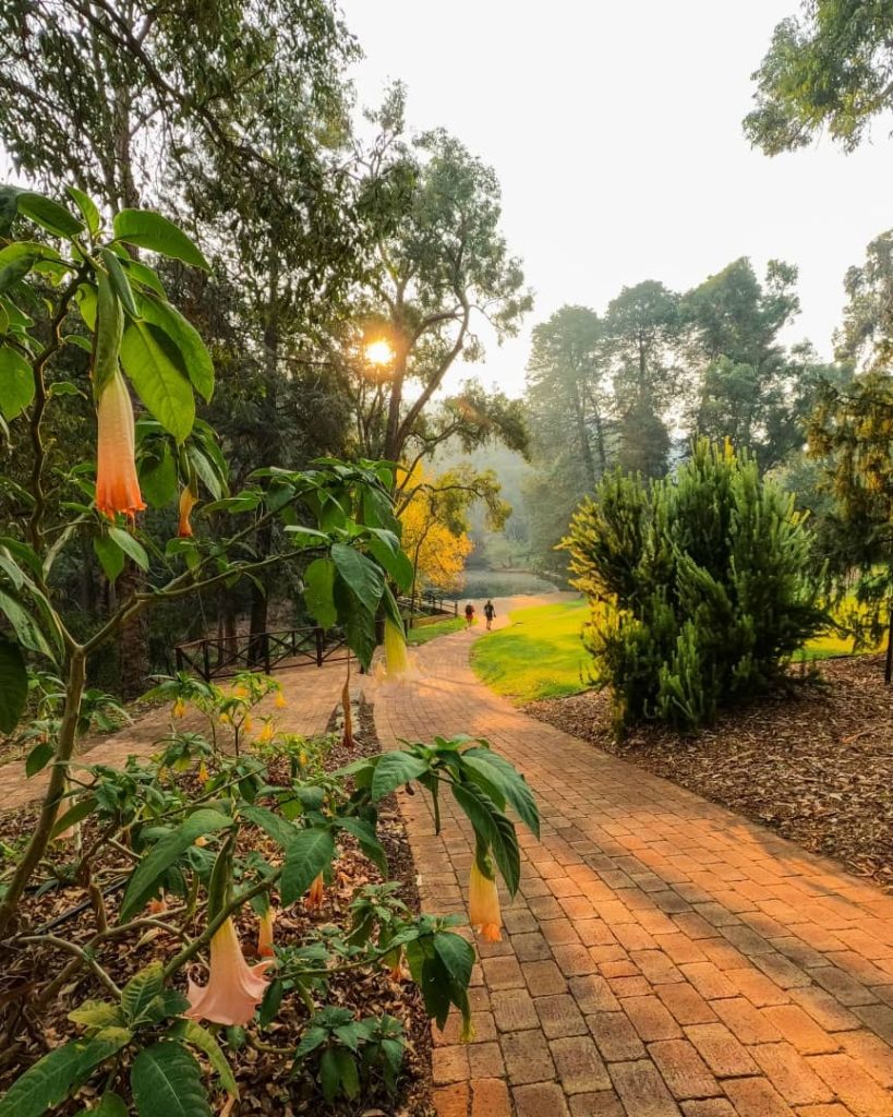 A paved path winds through a garden with flowering plants and tall trees, with the sun casting a warm glow over the scenic landscape—an inviting setting for leisurely walks in Dwellingup.
