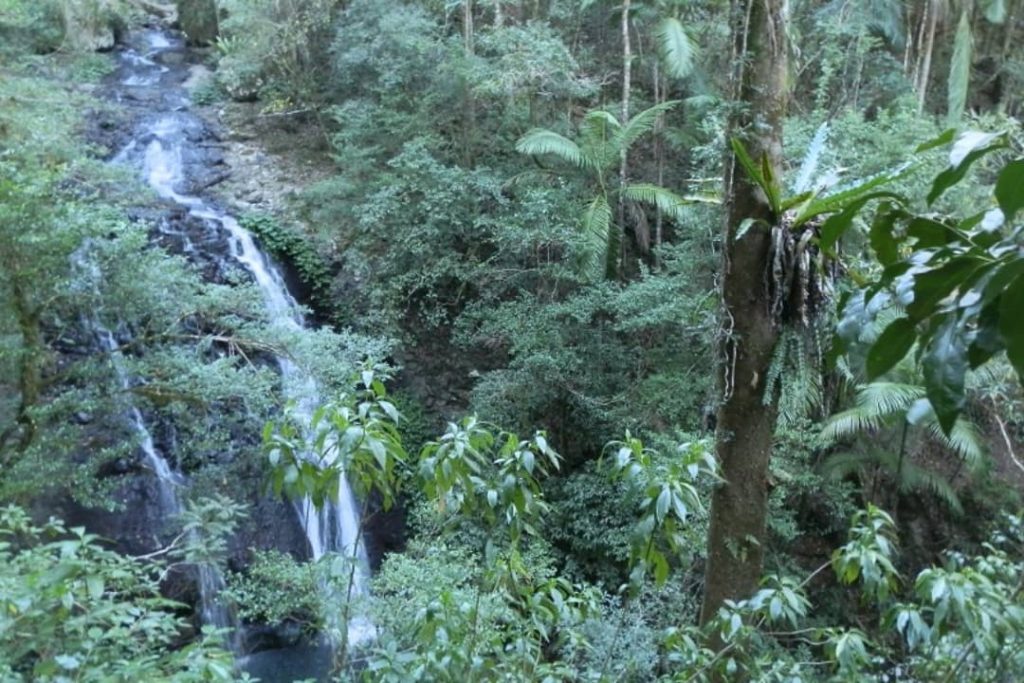 Dense rainforest surrounds Brushbox Falls, a cascading waterfall hidden within the lush Border Ranges National Park, NSW, Australia.