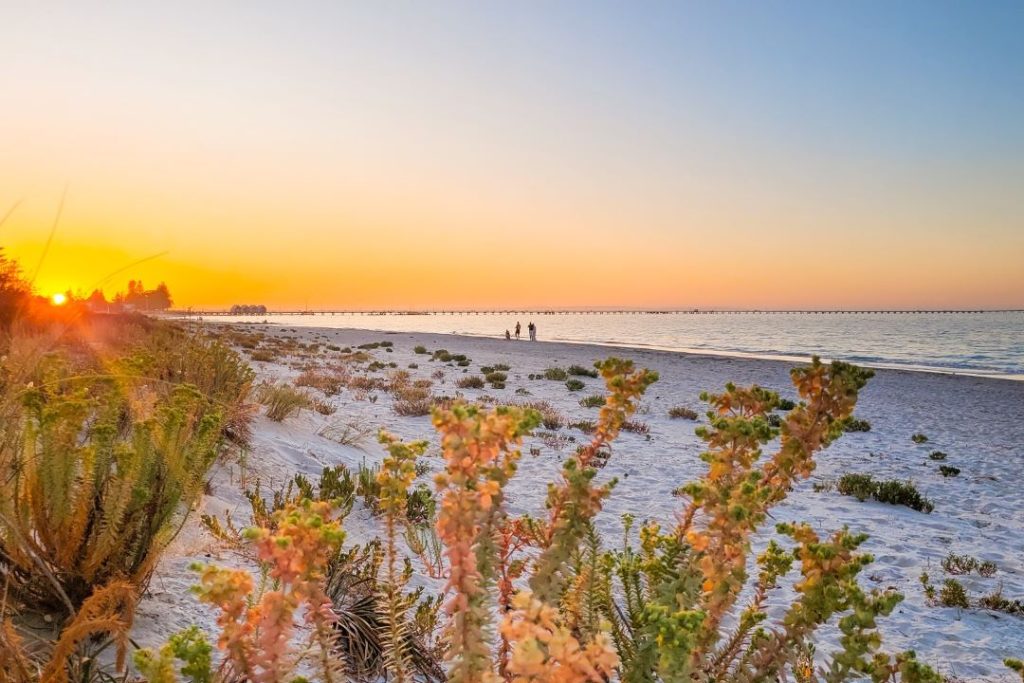 Sunset view over Busselton beach with native plants in the foreground, Busselton Jetty stretching across the horizon, a popular snorkelling spot in Western Australia.