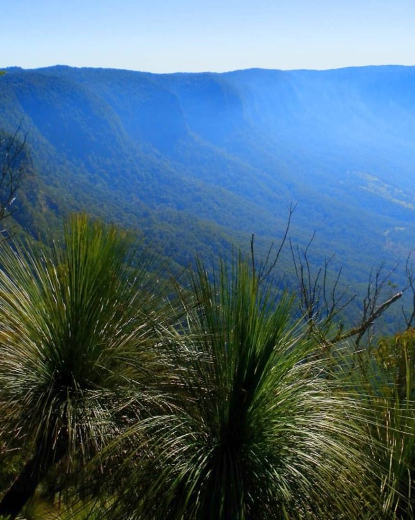 View from the edge of the ancient Tweed Volcano caldera, showcasing lush forested slopes in Border Ranges National Park, NSW, Australia.