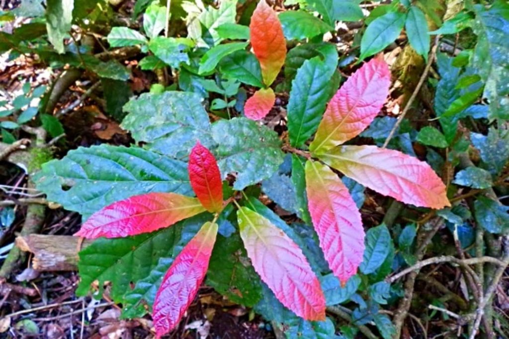 Close-up of young red and green leaves in the rainforest at Border Ranges, NSW.
