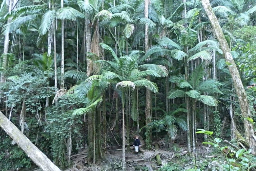 A person standing amid towering palms on the Palm Forest Walk in Border Ranges, NSW, showcasing lush rainforest vegetation.