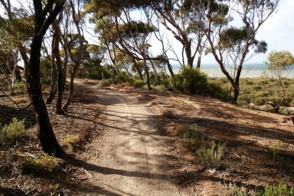 A shaded dirt path on the Port Clinton to Price Walking Trail in South Australia, surrounded by native trees and shrubs with glimpses of the coastline in the distance.