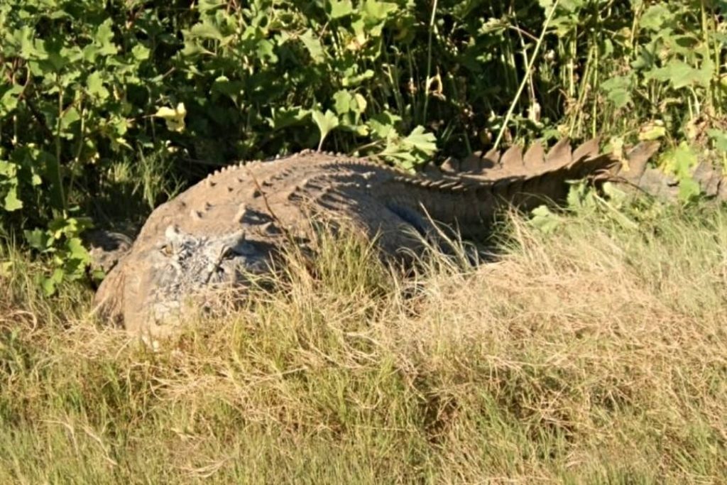 A massive saltwater crocodile rests on the grassy banks of the Victoria River near Timber Creek, NT, blending into its surroundings.