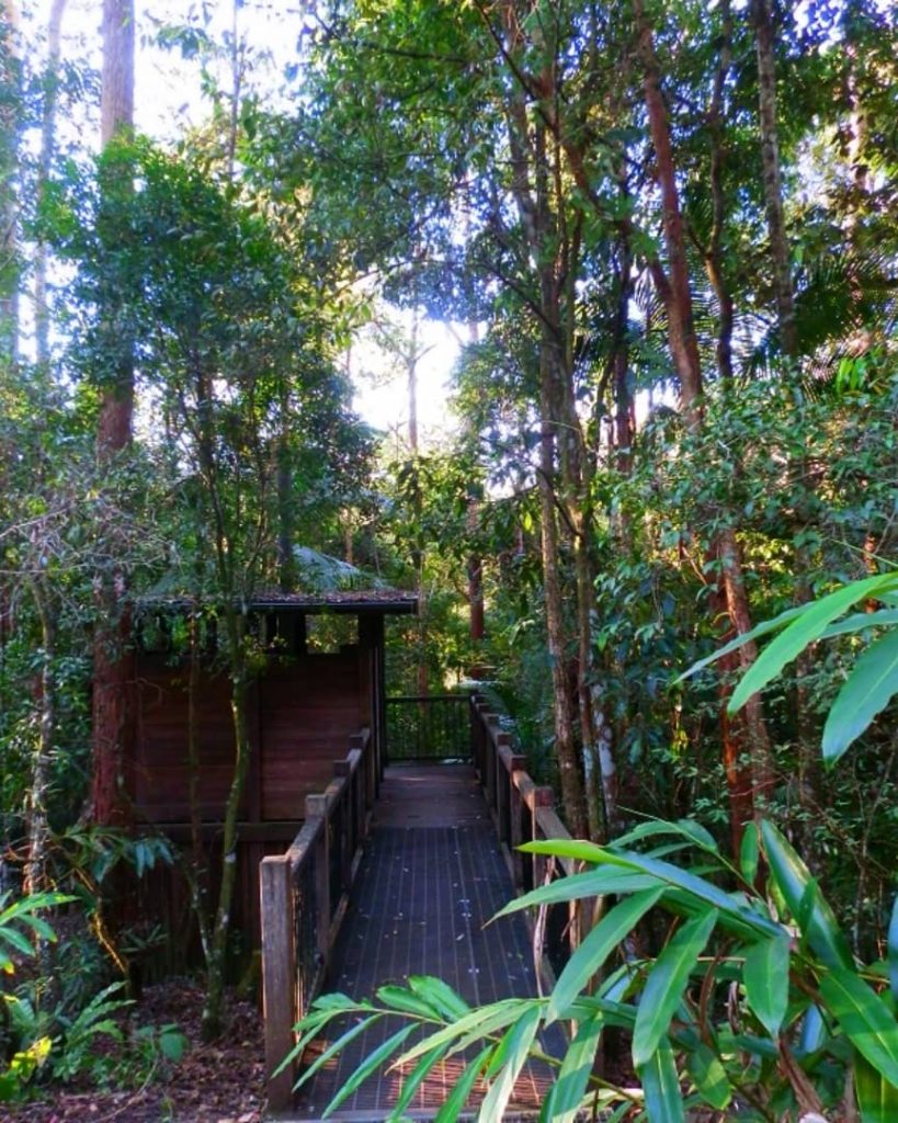 A wooden walkway surrounded by dense rainforest leads to a shelter on the Sheepstation Creek Campground Loop in Border Ranges National Park, NSW.