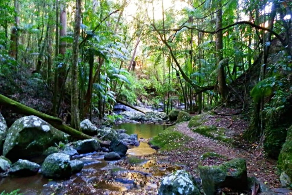 A serene rainforest creek flows through lush greenery and ferns at Sheepstation Creek in Border Ranges National Park, Australia.