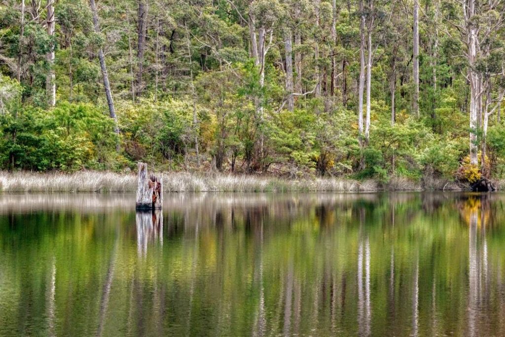 A calm, reflective dam at Donnelly River in Pemberton, bordered by lush greenery and tall trees. A solitary tree stump emerges from the water, enhancing the serene and untouched ambiance of the forested landscape.