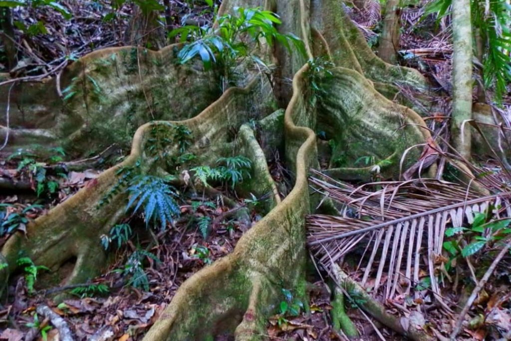 Intricate patterns of large tree roots in the rainforest floor at Border Ranges National Park, Australia.