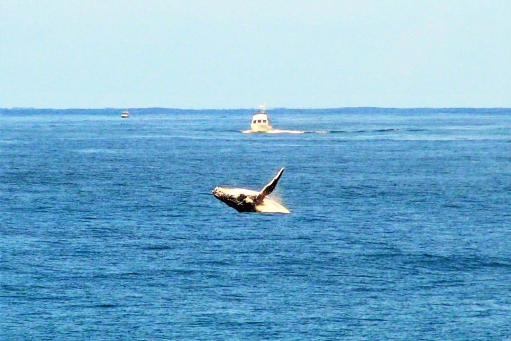A whale breaches out of the water near a boat, viewed from the South Ballina breakwall, showcasing whale watching as one of the exciting things to do in Ballina NSW.