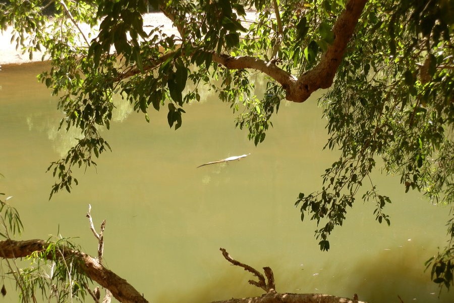 A crocodile floating calmly in the murky waters of Windjana Gorge, framed by overhanging tree branches.