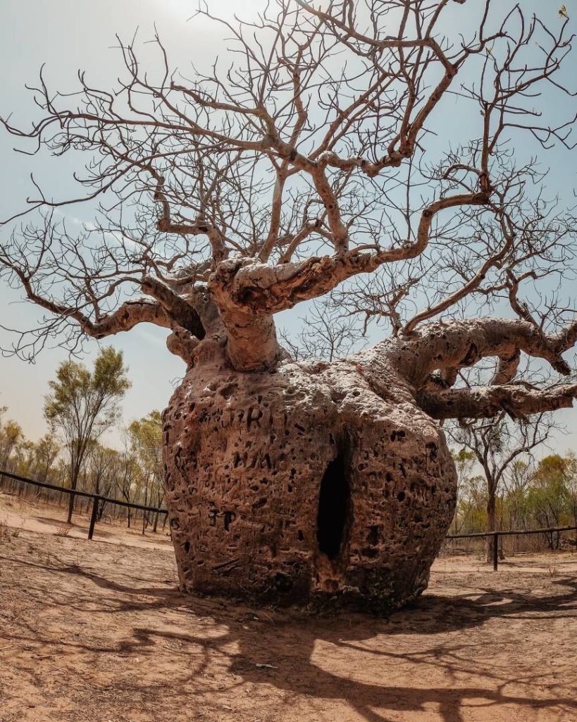 The massive Boab Prison Tree in Derby, featuring a hollow trunk and intricate bark patterns under the bright sky.