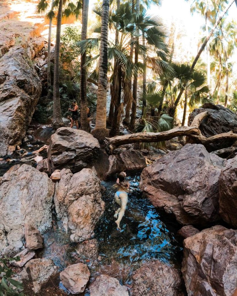 A group of people exploring a rocky creek lined with tall palm trees in the El Questro wilderness area.