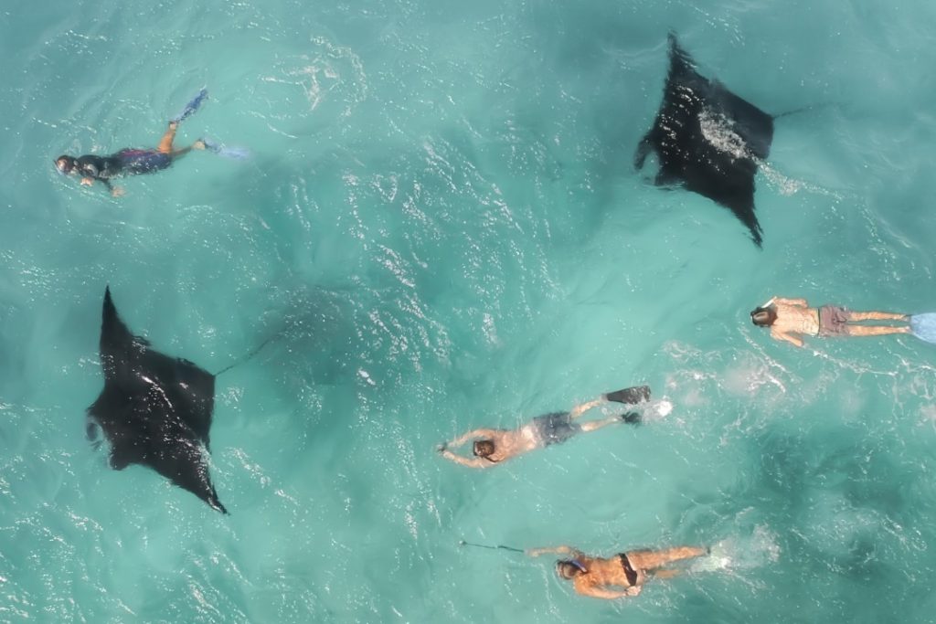Aerial view of swimmers snorkelling alongside graceful manta rays in the turquoise waters of Ningaloo Reef, Exmouth