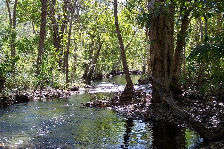 A serene stream winding through a sunlit forest in Litchfield National Park, with water reflecting trees and light.
