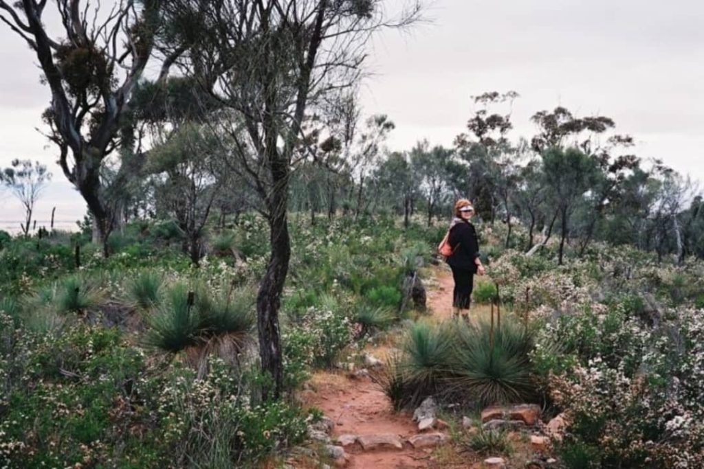 A hiker walks along a narrow trail surrounded by native vegetation and wildflowers at Dutchman’s Stern in South Australia.