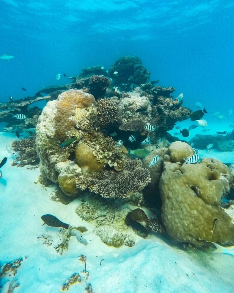 Vibrant underwater scene at Exmouth's Ningaloo Reef, Western Australia, featuring coral formations surrounded by striped fish and marine life swimming through clear turquoise water.
