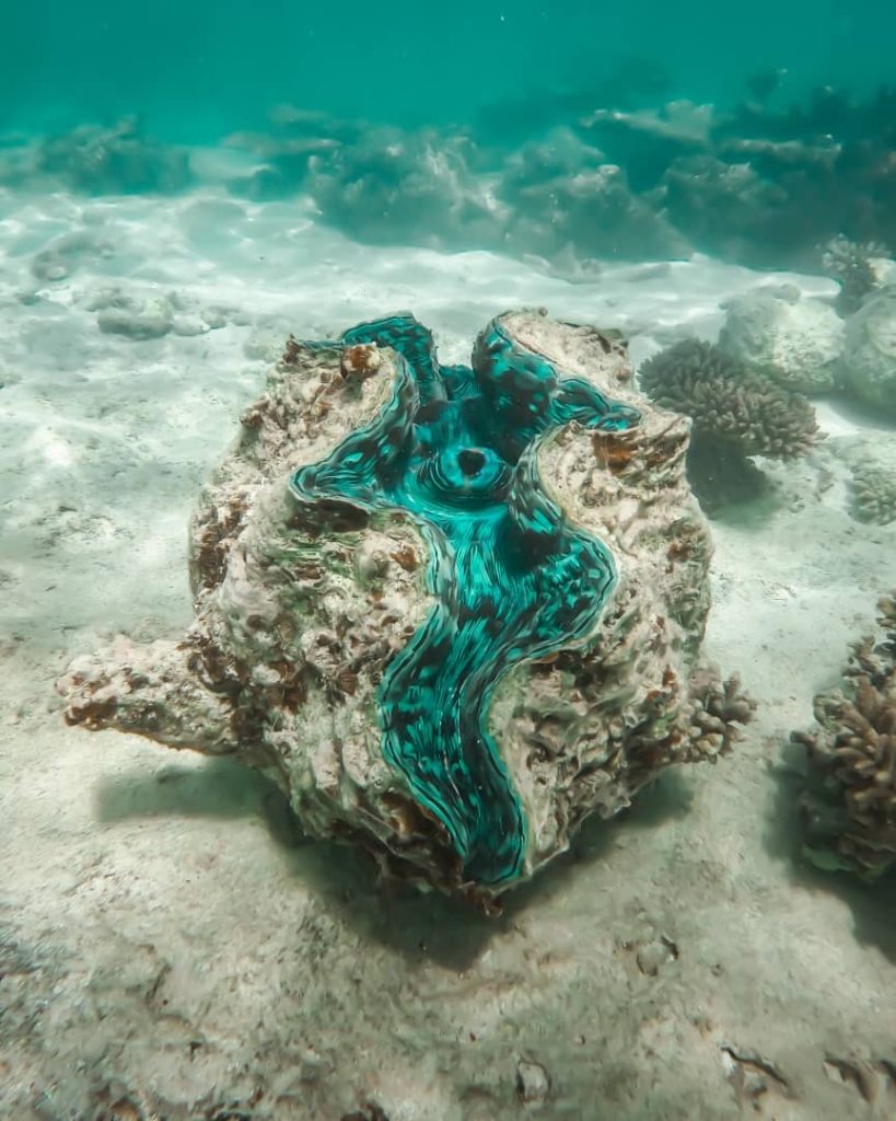 A giant clam with vibrant turquoise and black patterns nestled on the ocean floor surrounded by coral and sandy seabed, underwater at Ningaloo Reef, Exmouth.