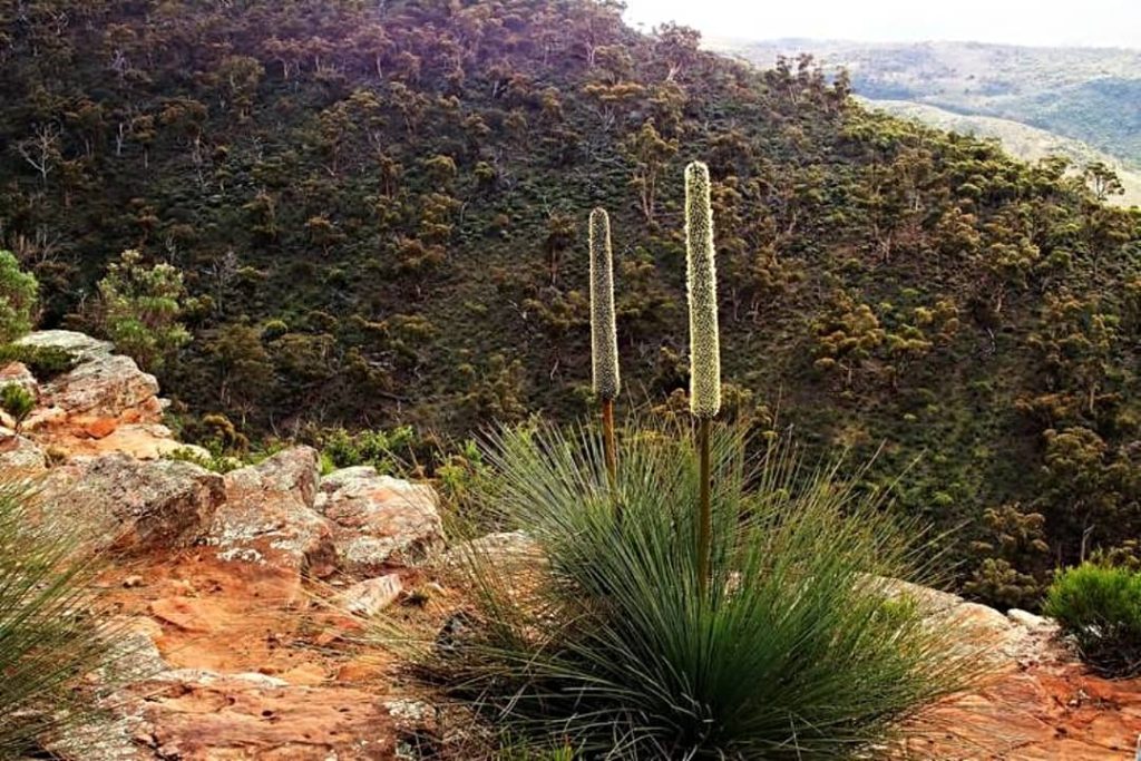 Grass trees with tall flowering spikes growing on rocky ledges along the Dutchman’s Stern hike in South Australia.