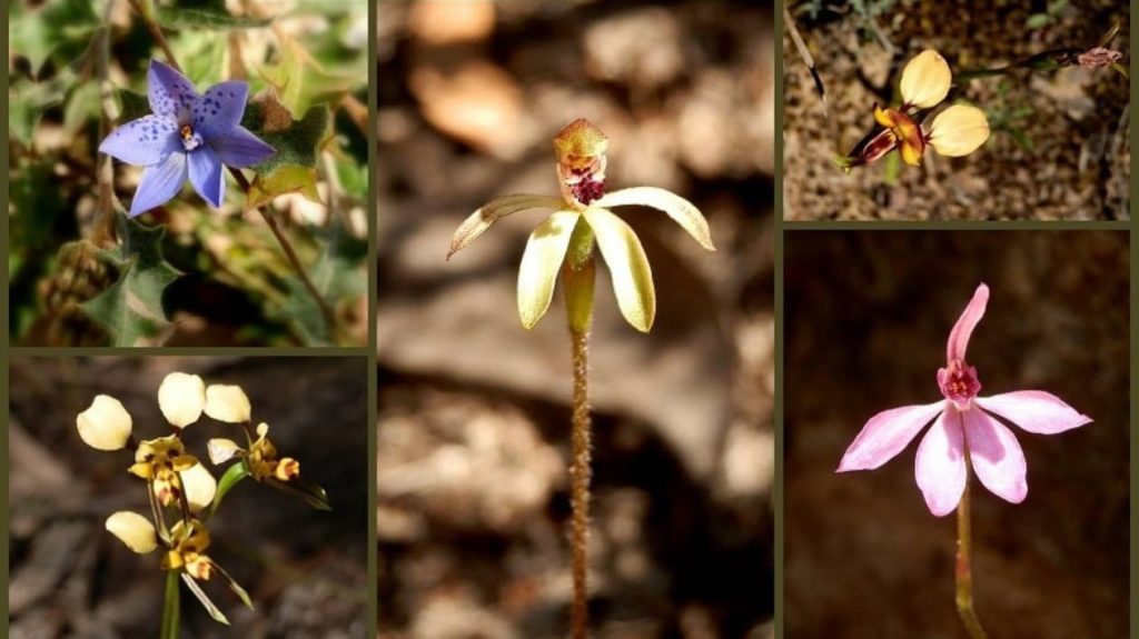 A collage of vibrant native orchids from Heatherlie Quarry, featuring a range of colors including blue, pink, yellow, and white flowers.