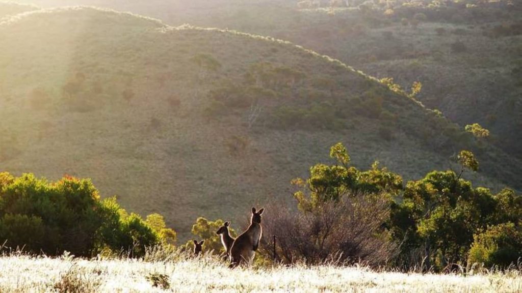 A group of kangaroos stands on a grassy hillside with sunlight streaming over the Dutchman’s Stern in the Flinders Ranges, South Australia.