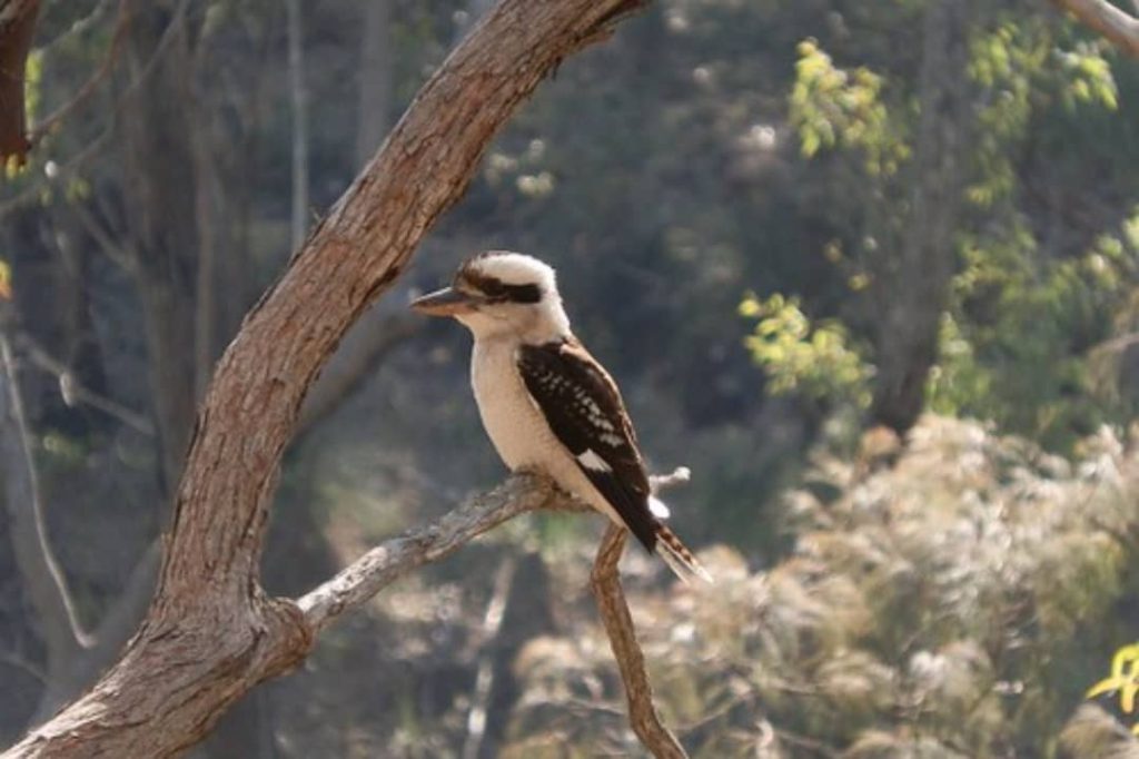 A kookaburra perched on a tree branch at Mt Barney, surrounded by native bushland and dappled sunlight in the Australian outback.
