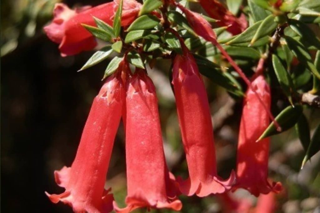 Close-up of vibrant red tubular flowers of the Mt Abrupt bush, surrounded by green leaves in the Grampians.