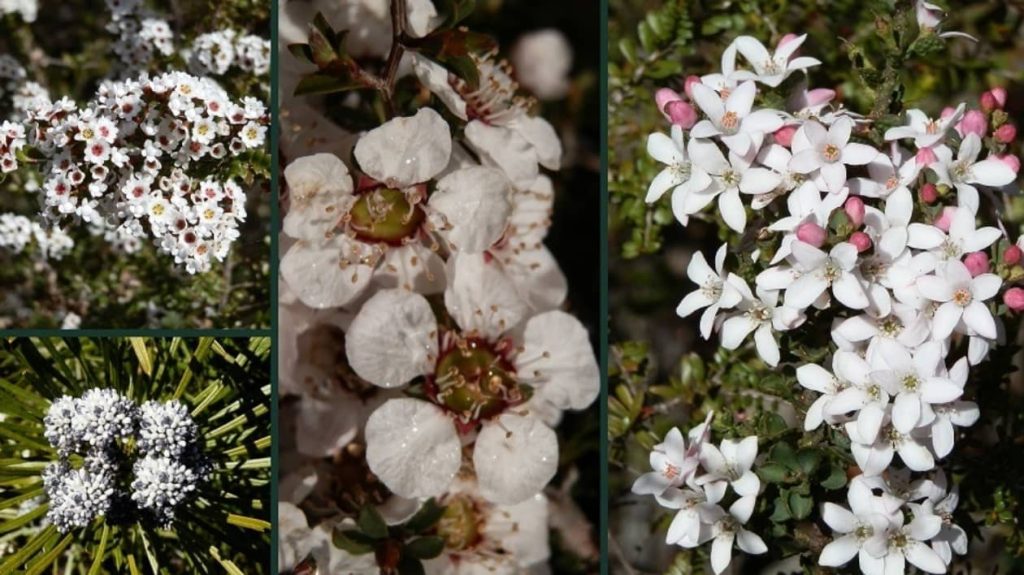 A collage of white flowering plants from the Mt William area, showcasing different shapes and textures of native blooms.