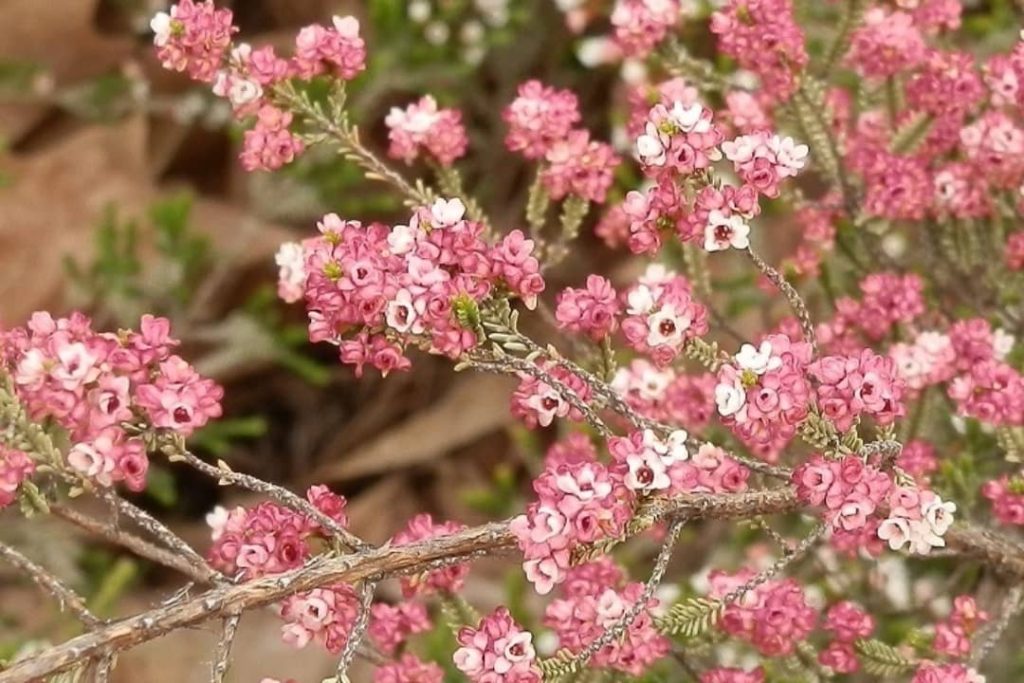 Close-up of pink Thryptomene flowers blooming on slender branches, set against a natural background in the Grampians.