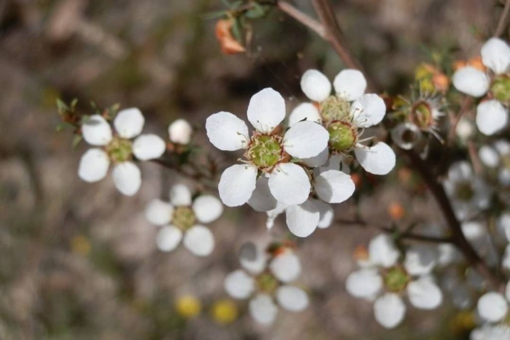 Close-up of white Ti-tree flowers with round petals and green centers, highlighting their natural beauty in the Grampians.