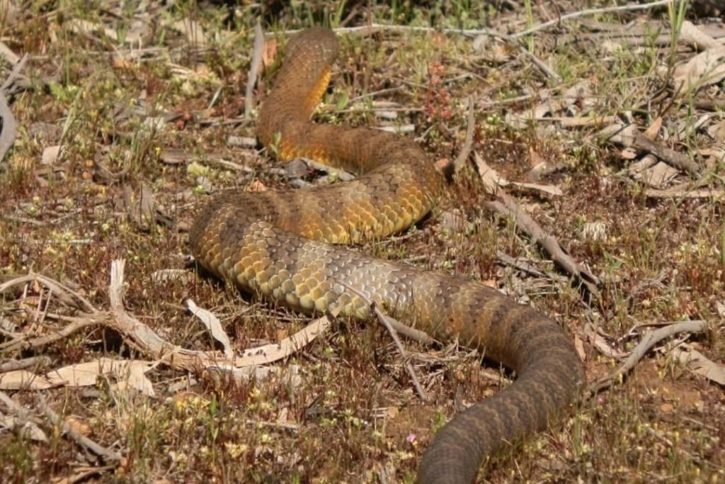 A Tiger Snake slithers through dry grass and twigs, blending into the natural surroundings of the Grampians.