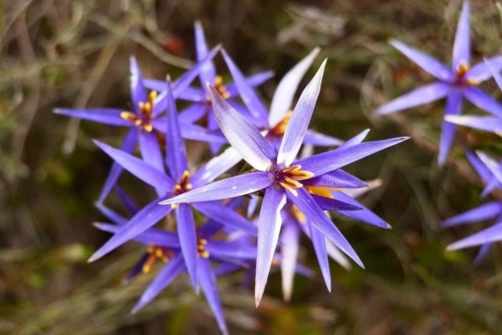 A close-up of vibrant purple Tinsel Lilies, a wildflower native to the Grampians region, showcasing their star-shaped petals with orange and yellow accents.