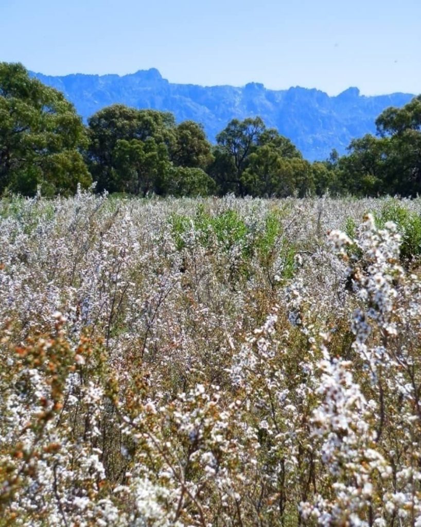 A field of white wildflowers in the Grampians, with eucalyptus trees and rugged mountain peaks in the distance under a clear blue sky.