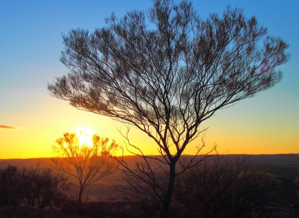 Silhouetted trees in the Living Desert Reserve during a vibrant sunset in Broken Hill, New South Wales, Australia.